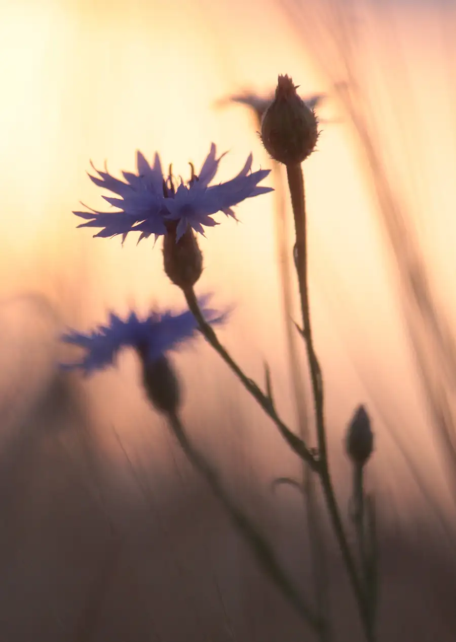 Detail květu chrpy ve večerním světle